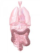 The Colon Cleanse Kit is one bottle of Herbal Tabs, one container of Intestinal Tone and one container of Activated Charcoal