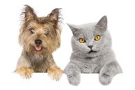 A photo of a dog and cat