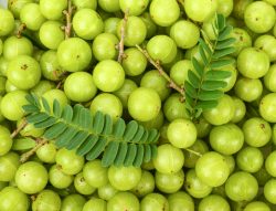 A picture of Indian gooseberry/Saberry