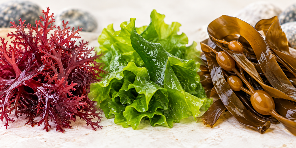 Seaweed and Protein