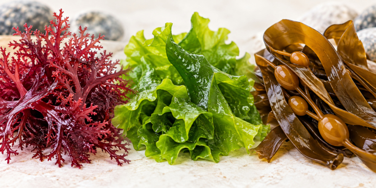 Seaweed and Protein